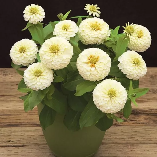 Zinnia Elit Seri Beyaz Renk - Saksılık 5 Tohum