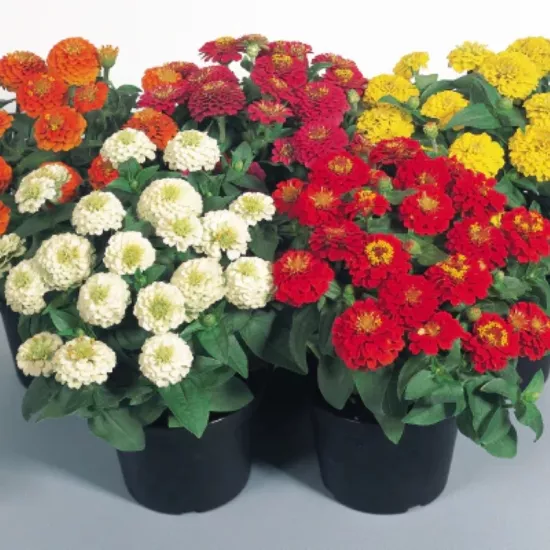 Zinnia Elit Seri Karışık Renk - Saksılık 5 Tohum