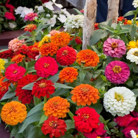 Zinnia Elit Seri Karışık Renk - Saksılık 5 Tohum