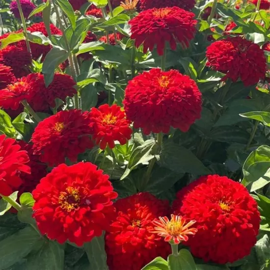 Zinnia Elit Seri Kırmızı Renk - Saksılık 5 Tohum
