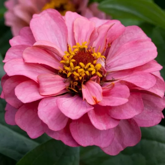Zinnia Elit Seri Pembe Renk - Saksılık 5 Tohum