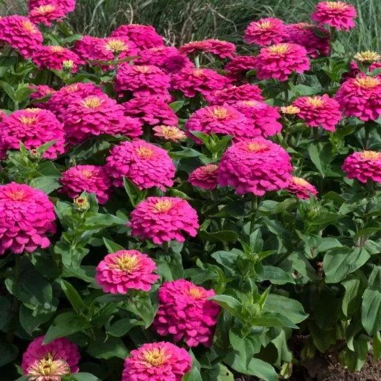 Zinnia Elit Seri Pembe Renk - Saksılık 5 Tohum