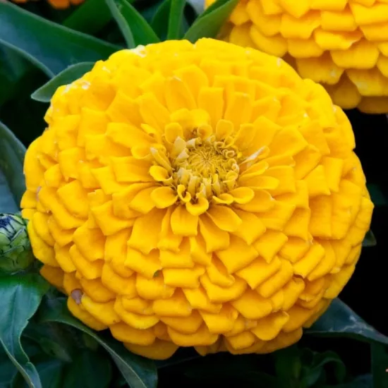 Zinnia Elit Seri Sarı Renk - Saksılık 5 Tohum