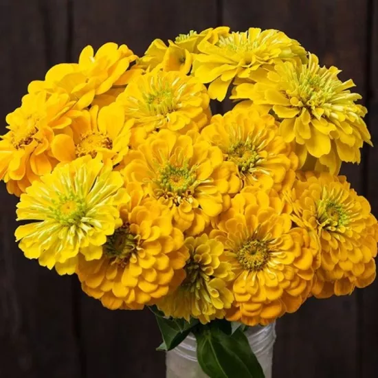 Zinnia Elit Seri Sarı Renk - Saksılık 5 Tohum