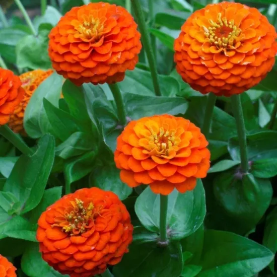 Zinnia Elit Seri Turuncu Renk - Saksılık 5 Tohum