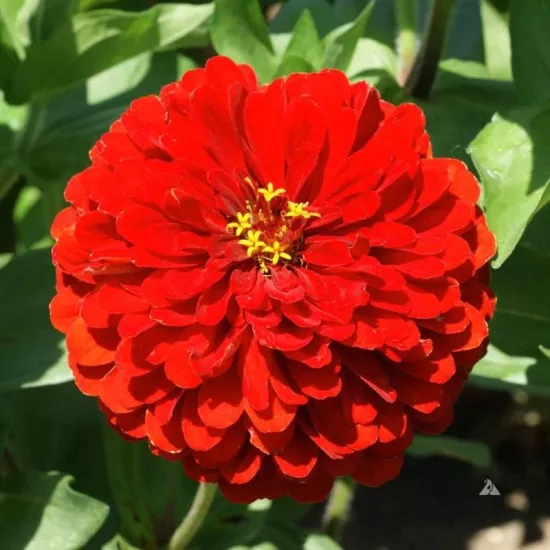 Zinnia Bodur Seri Kırmızı Renk - Saksılık 5 Tohum