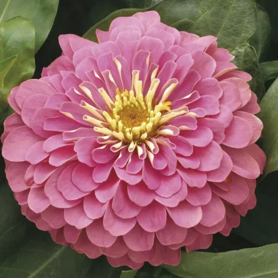 Zinnia Bodur Seri Pembe Renk - Saksılık 5 Tohum