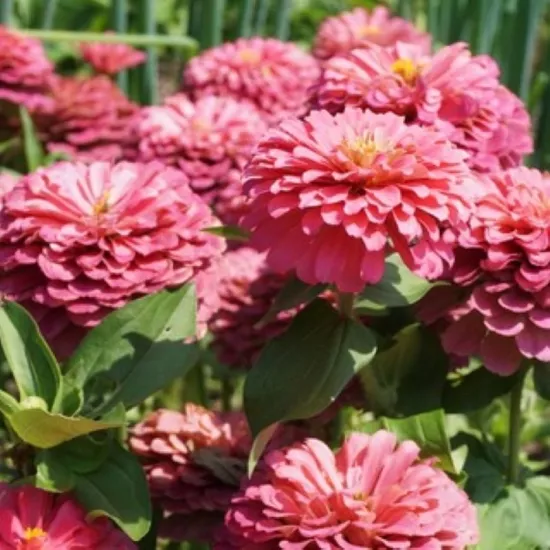 Zinnia Bodur Seri Pembe Renk - Saksılık 5 Tohum