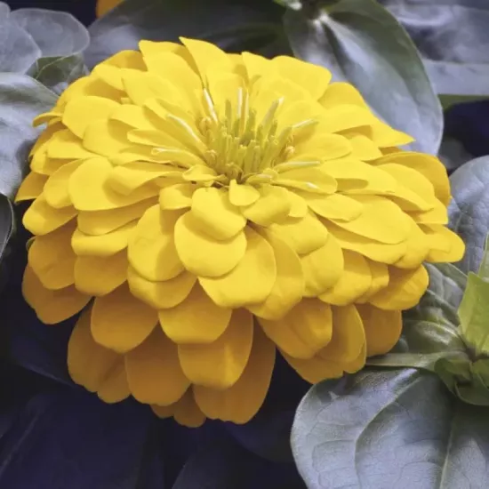 Zinnia Bodur Seri Sarı Renk - Saksılık 5 Tohum