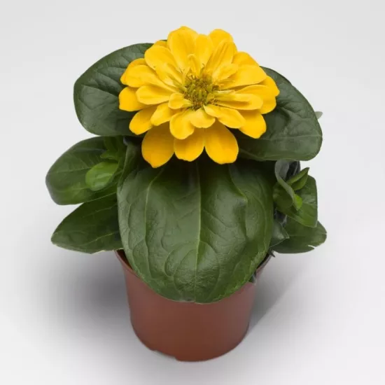 Zinnia Bodur Seri Sarı Renk - Saksılık 5 Tohum