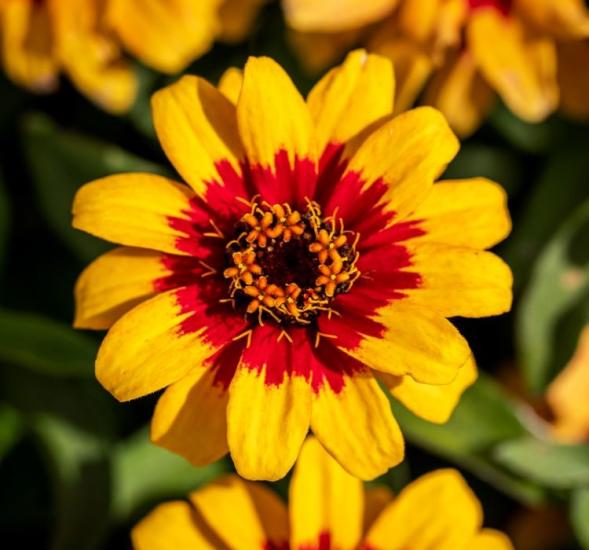 Zinnia Çiçeği Tohumu ( Mini Çiçekli, Kirli Hanım ) Sarı Kırmızı Renkli - 5 Tohum