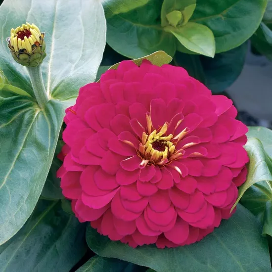 Zinnia Bodur Seri Viyolet Renk - Saksılık 5 Tohum