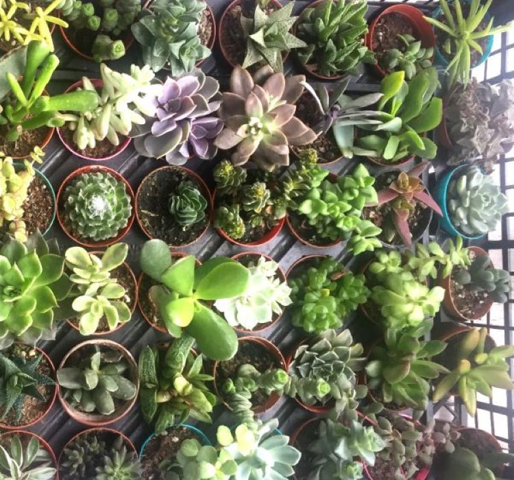 Sukulent%20Kaktüs%20Çiçeği%20No:3%20Tohumu