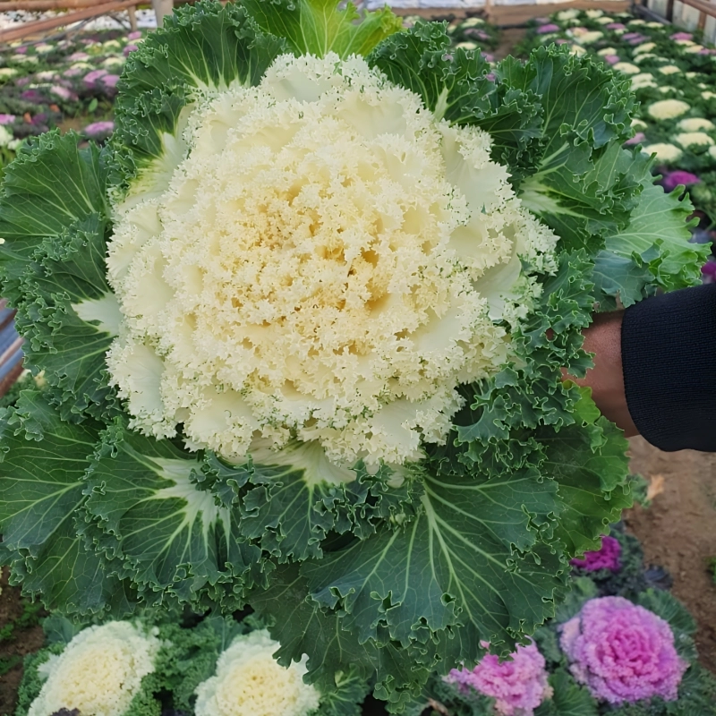 Süs%20Lahanası%20Beyaz%20Renk%20-%20Saksılık%2010%20Tohum