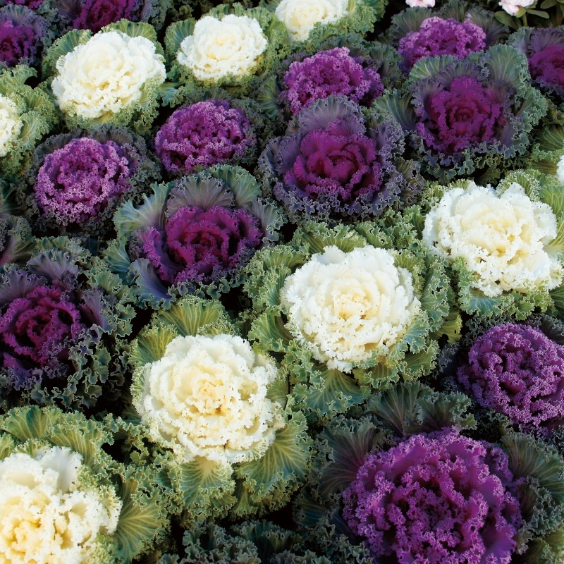 Süs%20Lahanası%20Karışık%20Renk%20-%20Saksılık%2010%20Tohum