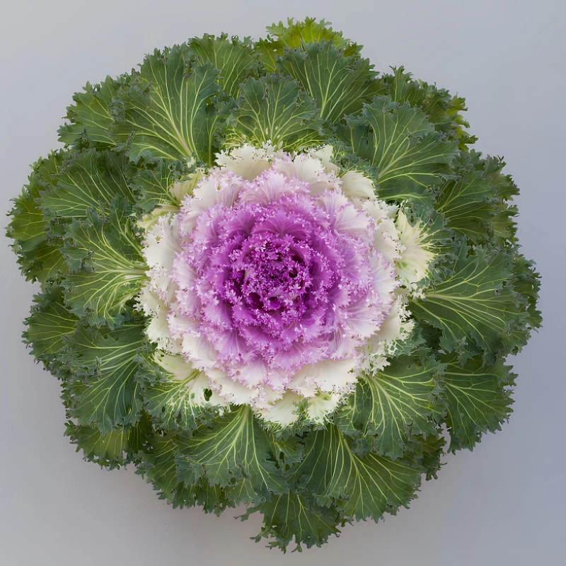 Süs%20Lahanası%20Pembe%20Renk%20-%20Saksılık%2010%20Tohum