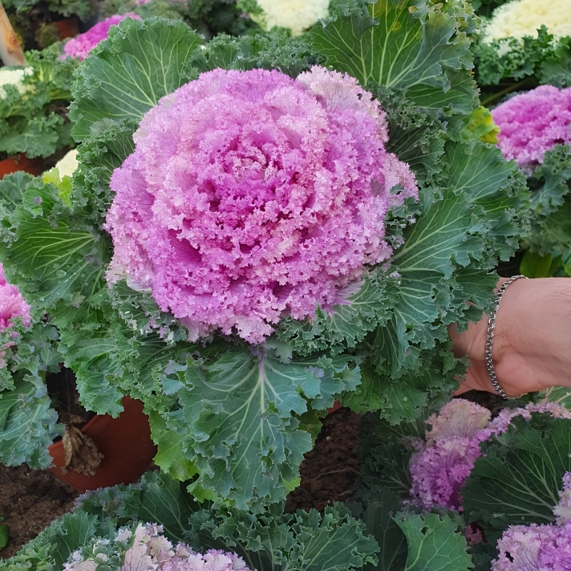 Süs%20Lahanası%20Pembe%20Renk%20-%20Saksılık%2010%20Tohum