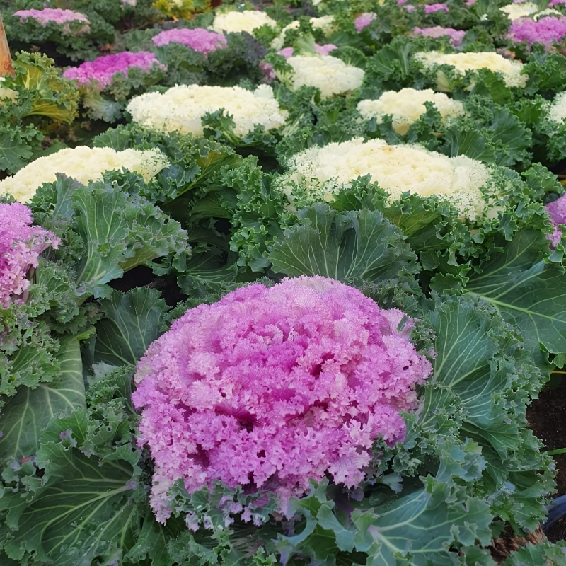 Süs%20Lahanası%20Pembe%20Renk%20-%20Saksılık%2010%20Tohum