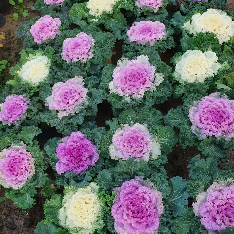 Süs%20Lahanası%20Pembe%20Renk%20-%20Saksılık%2010%20Tohum
