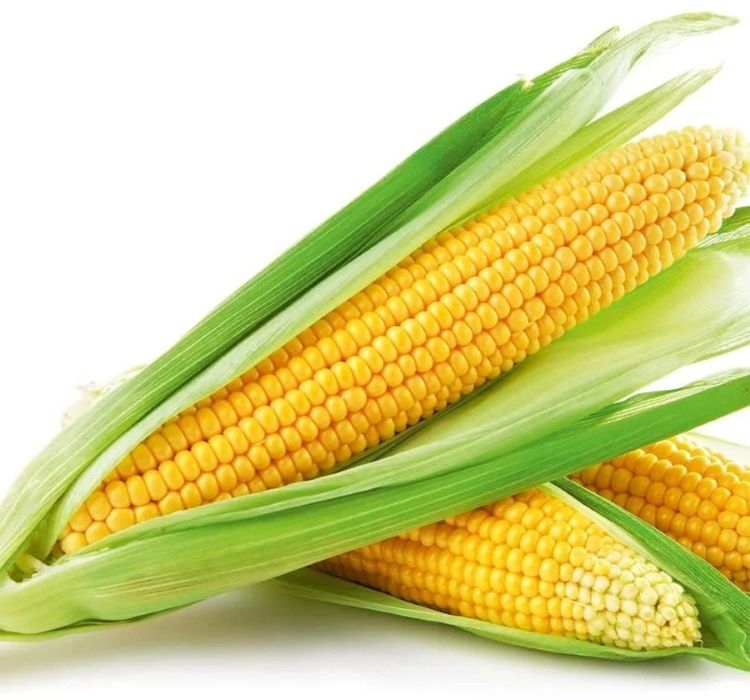 MISIR%20TATLI%20(%20ÇOKLU%20TOHUM%20)%20-%2010%20Gram