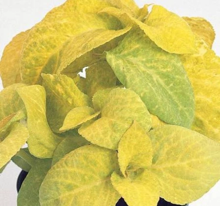 Yaprak%20Güzeli%20Tohumu%20Golden%20-%20Saksılık%2010%20Tohum