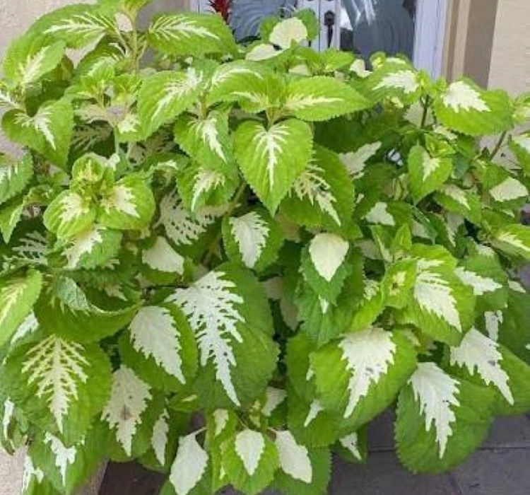 Yaprak%20Güzeli%20Tohumu%20Green%20Halo%20%20-%20Büyük%20Boy%205%20Tohum