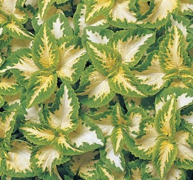 Yaprak%20Güzeli%20Tohumu%20Jade%20-%20Saksılık%2010%20Tohum