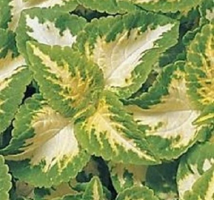 Yaprak%20Güzeli%20Tohumu%20Jade%20-%20Saksılık%2010%20Tohum
