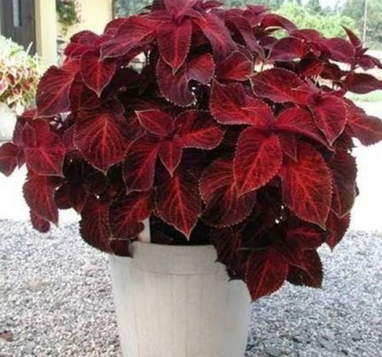 Yaprak%20Güzeli%20Tohumu%20Velvet%20-%20Saksılık%2010%20Tohum