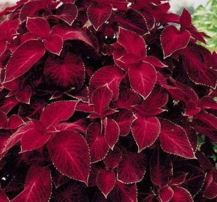 Yaprak%20Güzeli%20Tohumu%20Velvet%20-%20Saksılık%2010%20Tohum
