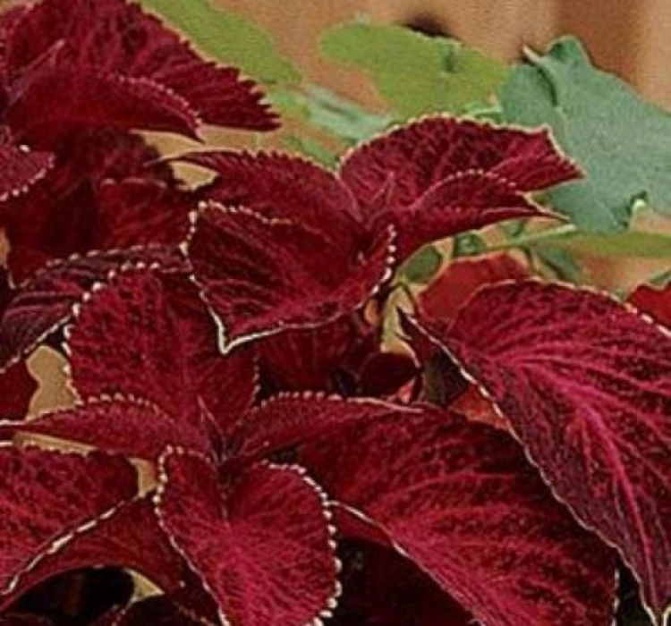Yaprak%20Güzeli%20Tohumu%20Velvet%20-%20Saksılık%2010%20Tohum