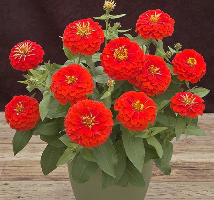 Zinnia%20(%20Kirli%20Hanım%20)%20Büyük%20Geniş%20Çiçekli%20-%20ALEV%20RENGİ (%205%20Tohum%20)