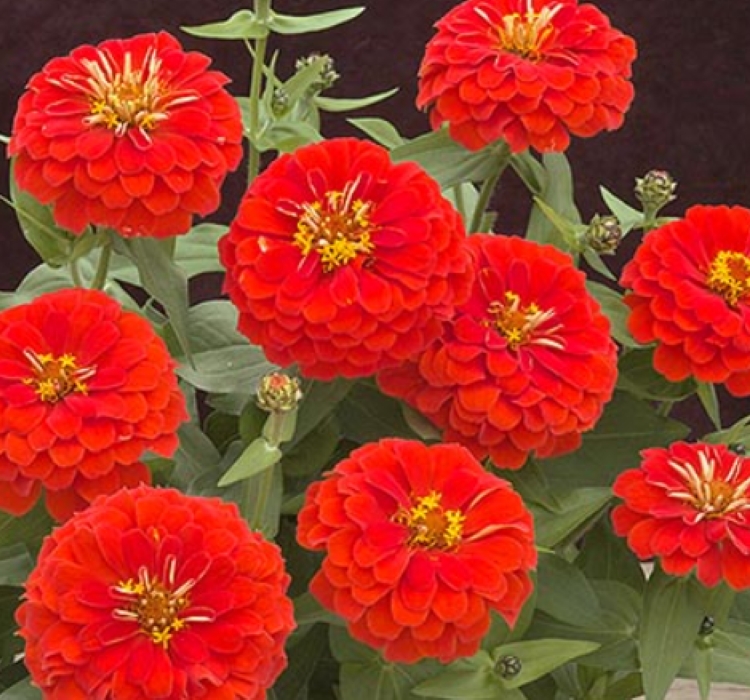 Zinnia%20(%20Kirli%20Hanım%20)%20Büyük%20Geniş%20Çiçekli%20-%20ALEV%20RENGİ (%205%20Tohum%20)