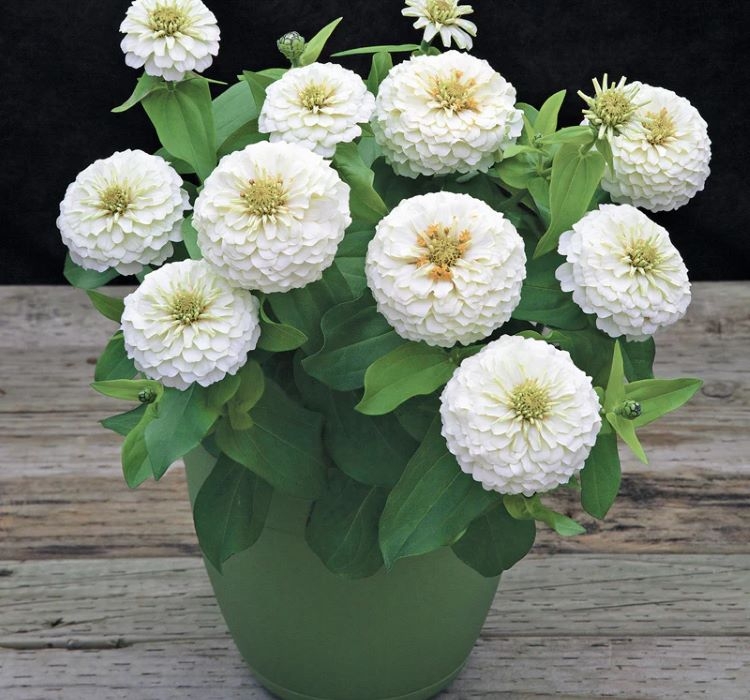 Zinnia%20(%20Kirli%20Hanım%20)%20Büyük%20Geniş%20Çiçekli%20-%20BEYAZ%20(%205%20Tohum%20)