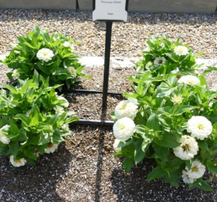 Zinnia%20(%20Kirli%20Hanım%20)%20Büyük%20Geniş%20Çiçekli%20-%20BEYAZ%20(%205%20Tohum%20)