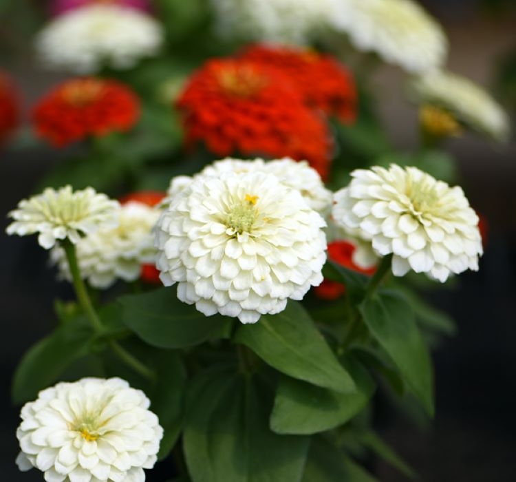 Zinnia%20(%20Kirli%20Hanım%20)%20Büyük%20Geniş%20Çiçekli%20-%20BEYAZ%20(%205%20Tohum%20)
