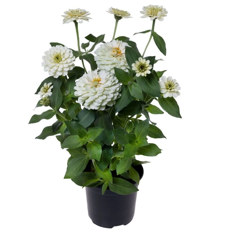 Zinnia%20Elit%20Seri%20Beyaz%20Renk%20-%20Saksılık%205%20Tohum