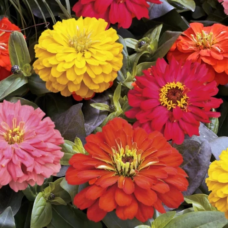 Zinnia%20Elit%20Seri%20Karışık%20Renk%20-%20Saksılık%205%20Tohum