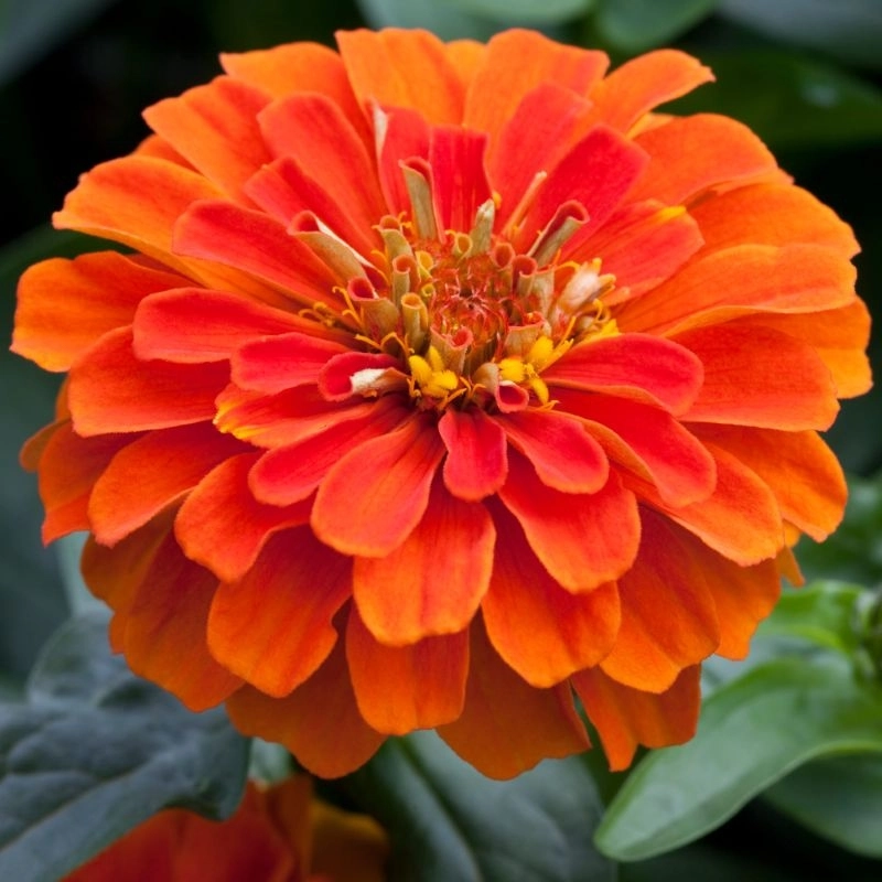 Zinnia%20Elit%20Seri%20Turuncu%20Renk%20-%20Saksılık%205%20Tohum