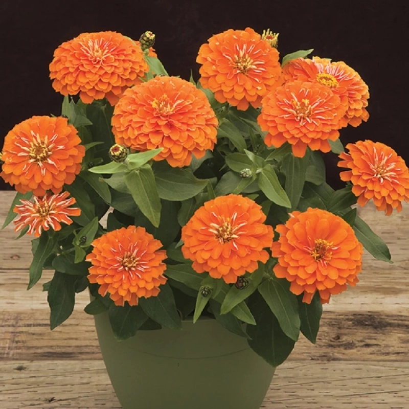 Zinnia%20Elit%20Seri%20Turuncu%20Renk%20-%20Saksılık%205%20Tohum