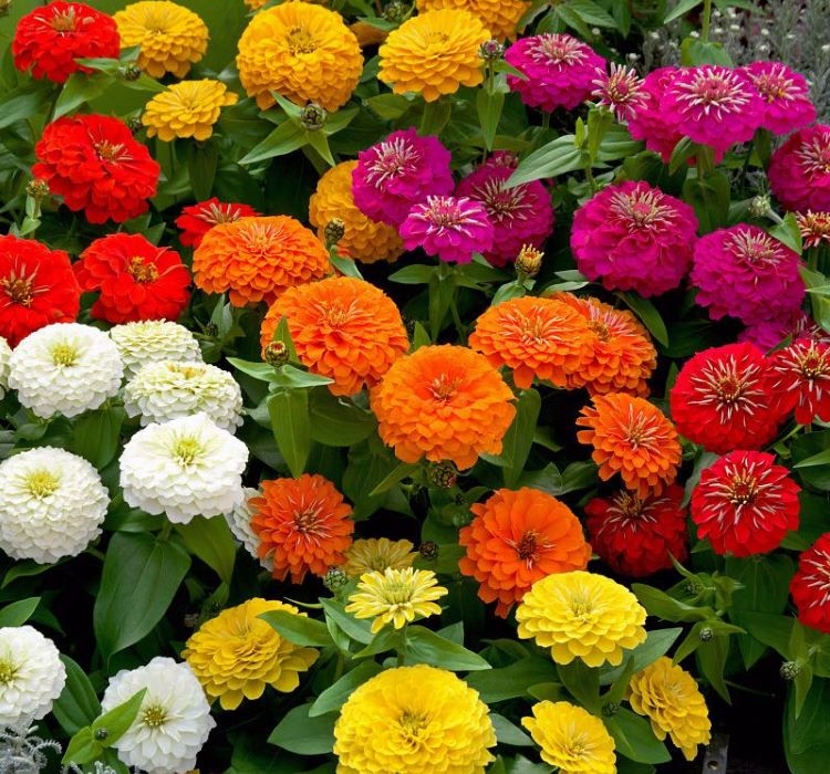 Zinnia%20(%20Kirli%20Hanım%20)%20Büyük%20Geniş%20Çiçekli%20-%20GÜL%20RENGİ%20(%205%20Tohum%20)