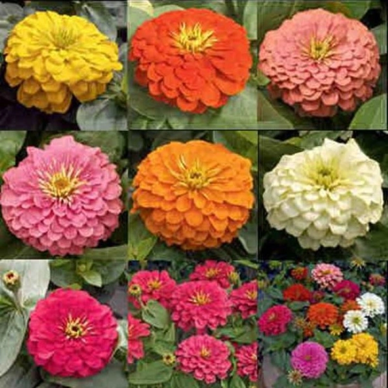 Zinnia%20Bodur%20Seri%20Karışık%20Renk%20-%20Saksılık%205%20Tohum