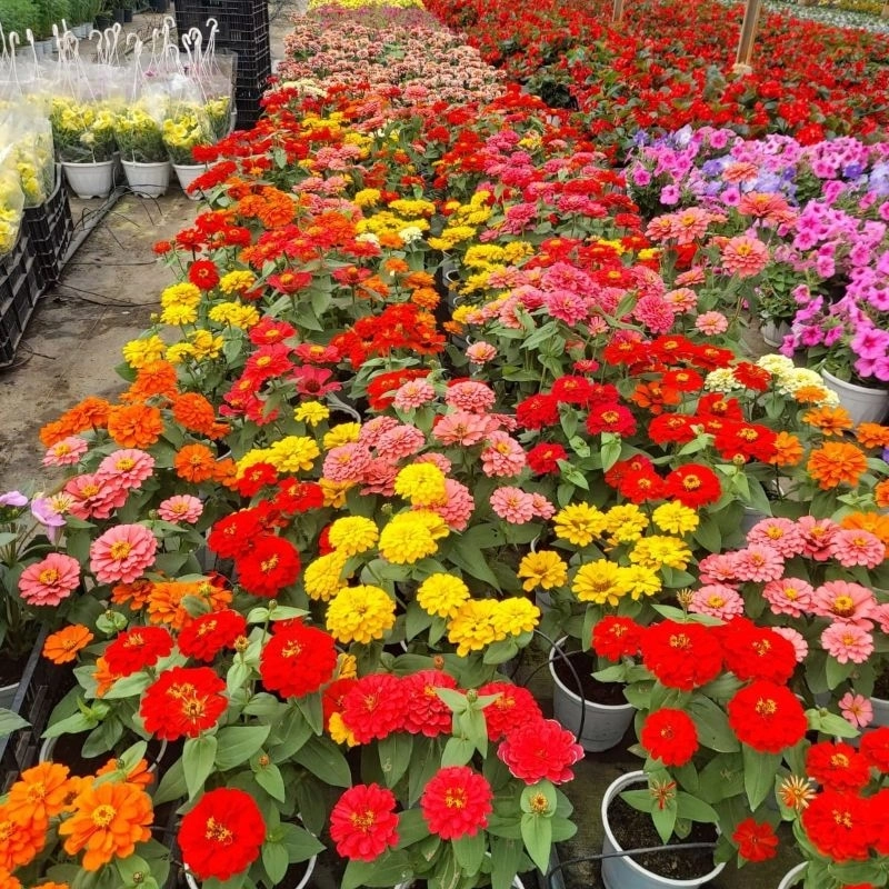 Zinnia%20Bodur%20Seri%20Karışık%20Renk%20-%20Saksılık%205%20Tohum
