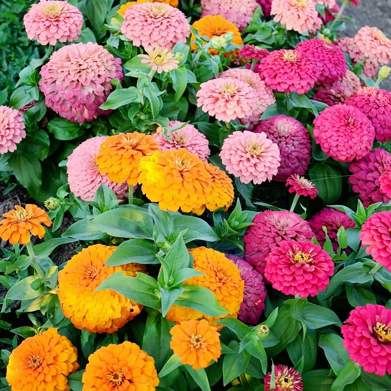 Zinnia%20Bodur%20Seri%20Karışık%20Renk%20-%20Saksılık%205%20Tohum