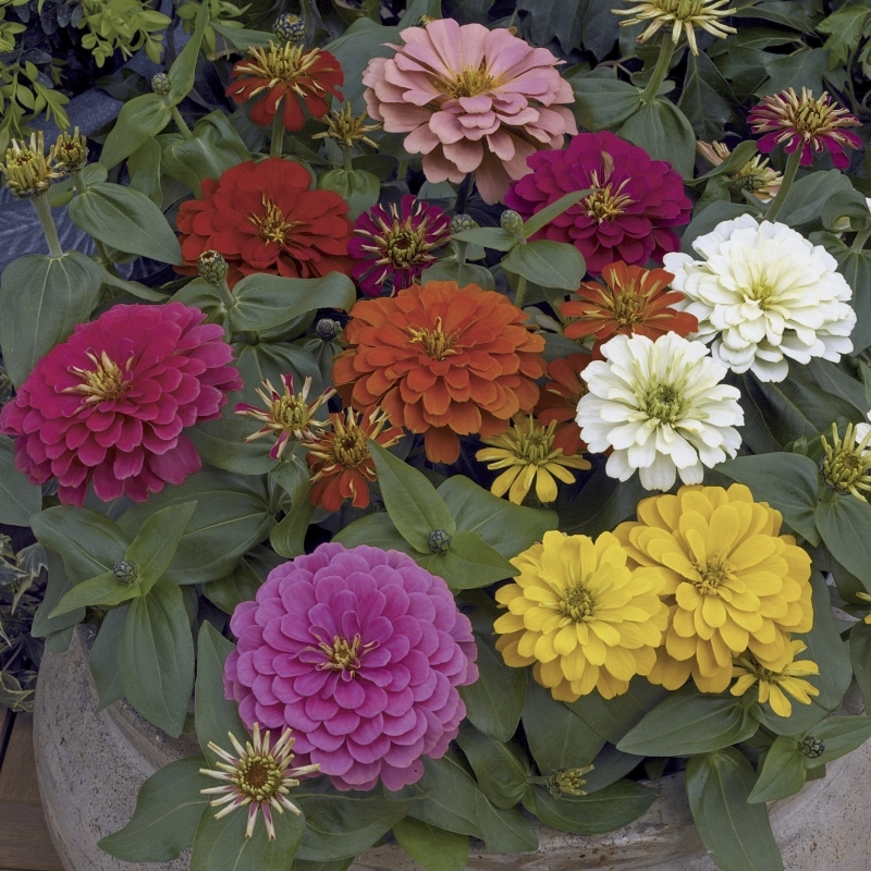 Zinnia%20Bodur%20Seri%20Karışık%20Renk%20-%20Saksılık%205%20Tohum
