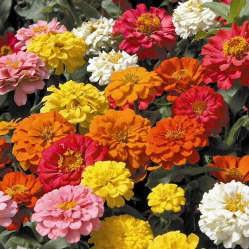Zinnia%20Bodur%20Seri%20Karışık%20Renk%20-%20Saksılık%205%20Tohum