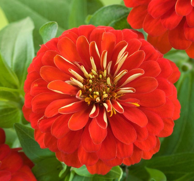 Zinnia%20(%20Kirli%20Hanım%20)%20Büyük%20Geniş%20Çiçekli%20-%20KIRMIZI%20(%205%20Tohum%20)