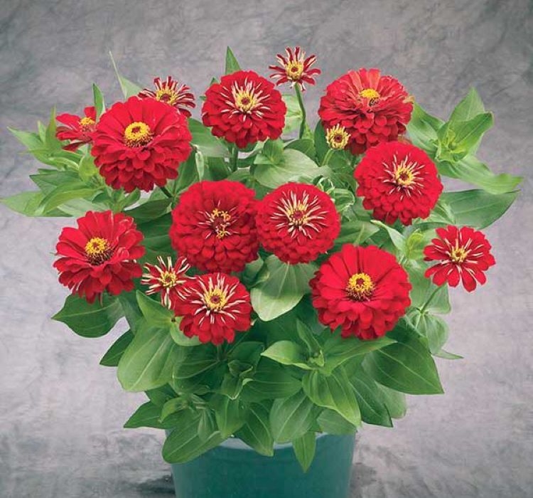 Zinnia%20(%20Kirli%20Hanım%20)%20Büyük%20Geniş%20Çiçekli%20-%20KIRMIZI%20(%205%20Tohum%20)