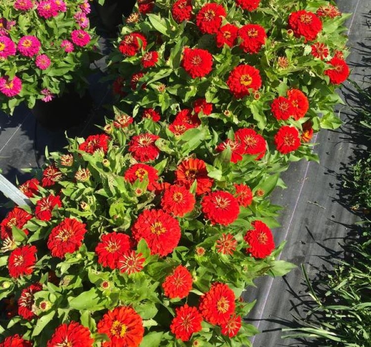 Zinnia%20(%20Kirli%20Hanım%20)%20Büyük%20Geniş%20Çiçekli%20-%20KIRMIZI%20(%205%20Tohum%20)