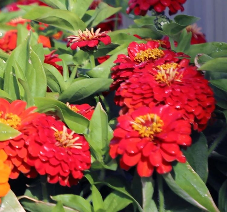 Zinnia%20(%20Kirli%20Hanım%20)%20Büyük%20Geniş%20Çiçekli%20-%20KIRMIZI%20(%205%20Tohum%20)